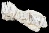 Agatized Fossil Coral With Quartz Stalactites - Florida #188201-2